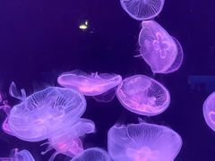 -大连老虎滩海洋公园