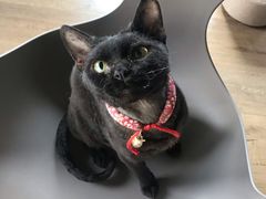 -东方名猫馆·英短金渐层布偶猫舍(环线广场1号楼店)