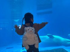 -海合安成都极地海洋公园