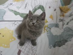 -喵zoo家庭繁育猫舍(尖东智能花园店)