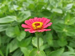 -大宁郁金香公园-停车场