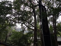 -青岛崂山太清宫