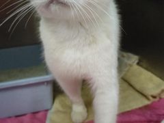 -伟伟宠物医院·瑞派猫友好医院·猫科(光谷店)
