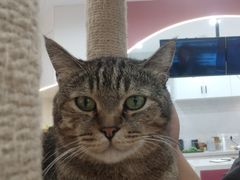 -喵园·猫主题咖啡厅·撸猫·猫咖(国贸店)