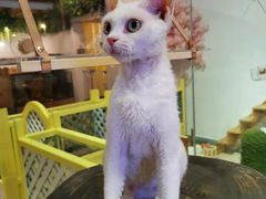 -70cat德文卷毛猫·缅因猫纯种猫舍