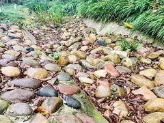 -重庆彩云湖湿地公园