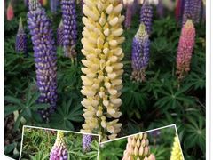 -白塘生态植物园