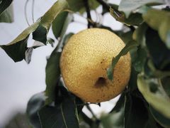 -嘉北郊野公园