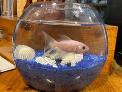 -参差咖啡(水果湖公园店)