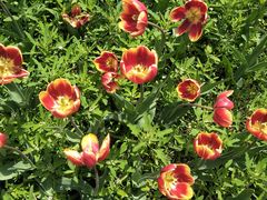 -长春公园(普阳街道)