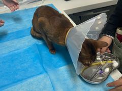 -达爱动物医院·犬猫分区·CT·复杂眼科(远洋山水分院)