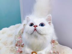 -爱洗澡的猫(望京店)