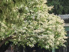 -北京市劳动人民文化宫(太庙)