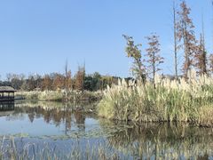 -白鹭湾湿地公园