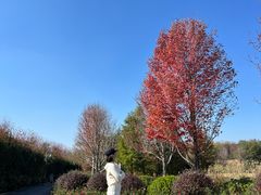 -南京枫彩漫城