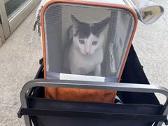 -伟伟宠物医院·瑞派猫友好医院·猫科(光谷店)