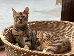 -猫友咖啡店(玉林西路店)