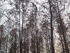 -滨湖塘西河公园
