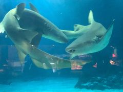 -常州海昌海洋探索馆