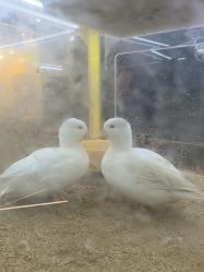 -神奇动物撸宠馆·羊驼·小浣熊·异宠(豫园店)