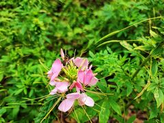 -上海滨江森林公园