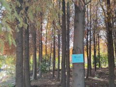 -上海海湾国家森林公园