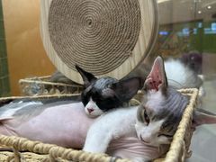 -帕帕拉兹宠物(亚洲旗舰店)