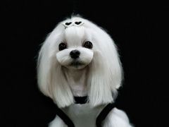 -鑫艺宠物美容培训学校