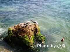 -海驴岛(荣成市)