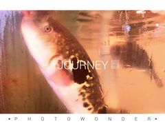 -天正河鲀·河豚亭(大连店)