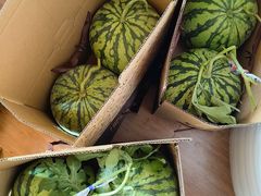 -南汇新场正宗水蜜桃采摘