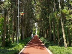 -上海长兴岛郊野公园