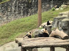 -都江堰中华大熊猫苑