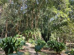 -中国科学院西双版纳热带植物园