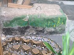 -上海大自然野生昆虫馆