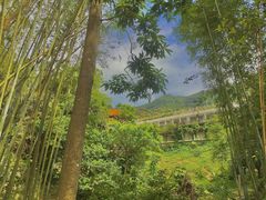 -深圳仙湖植物园