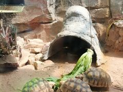 -广州长隆飞鸟乐园
