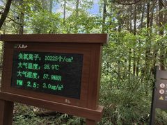 -天目山大树王景区
