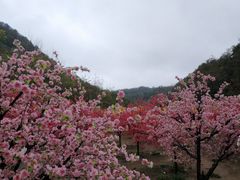 -千年银杏谷文化旅游区