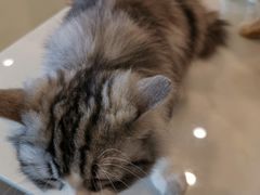 -飞行喵MR PILOT|猫舍·猫咖(静安大融城店)