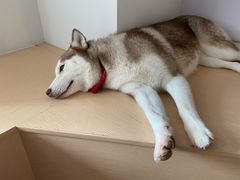 -Husky Go! 哈士奇体验馆·宠物咖啡厅狗咖