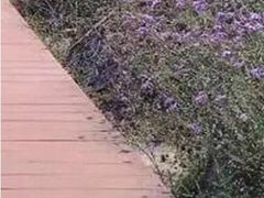 -紫颐香薰山谷景区