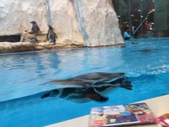 -帝企鹅自助餐厅•儿童岛•真企鹅(长隆企鹅酒店)