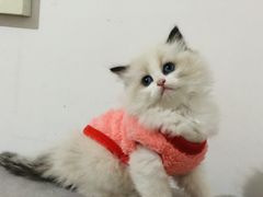 -糯米喵星人总部直营旗舰店·猫舍·幼猫出售