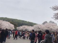 -武汉大学-樱园