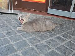 -猫岛主趣味餐厅(鼓浪屿店)