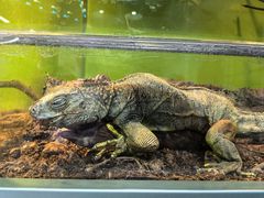-上海大自然野生昆虫馆(东方明珠·爬宠昆虫探索中心)
