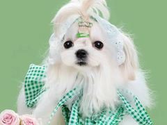 -萌宠之家·腊肠犬·马尔泰·小体犬舍