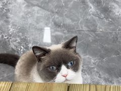 -东莞宠友24H宠物中心医院·转诊夜诊·异宠(新河北路院)