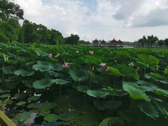 -长春市南湖公园